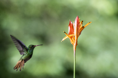 Humming Bird.jpg