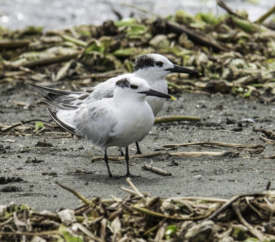 Sandwich Terns.jpg