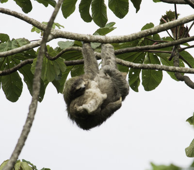 Sloth with Baby.jpg