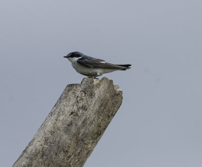 Tree Swallow.jpg