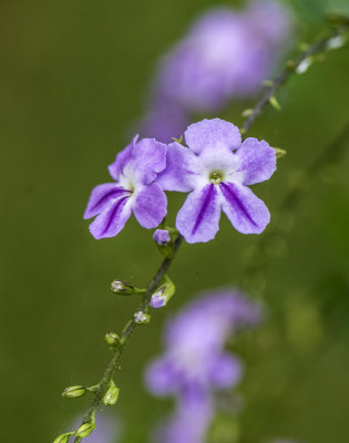 Tropical Flower 2.jpg