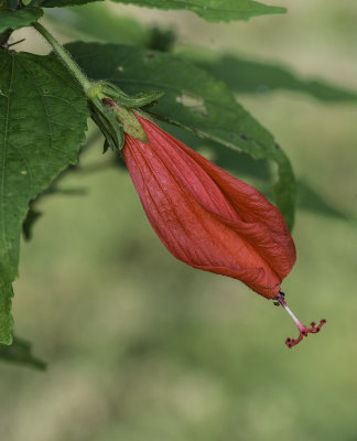 Tropical Flower 3.jpg
