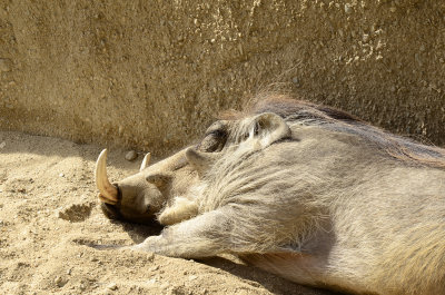 Warthog