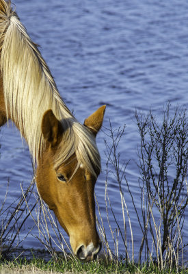 Pony 