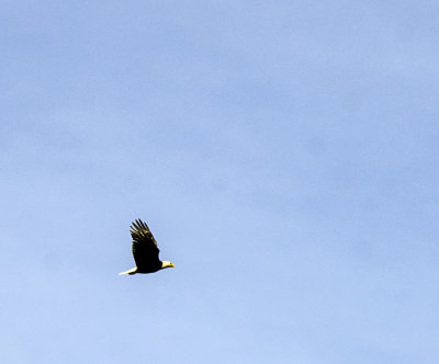 Bald Eagle 