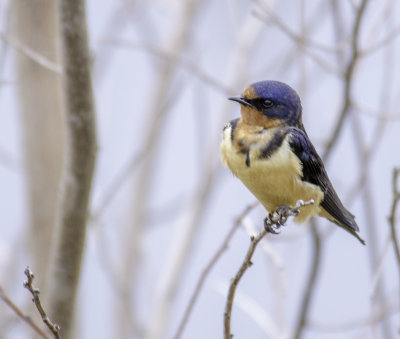 Barn Swallow 
