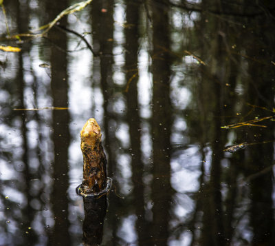 Cypress Knot