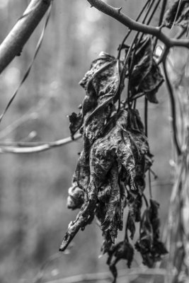 Dried Leaves