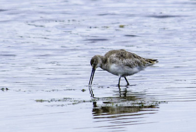 Dunlin 