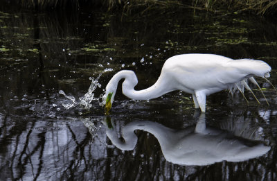 Egret Fishing 