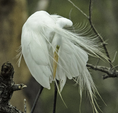 Egret Preening 