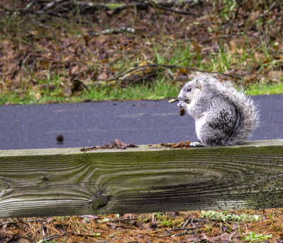 Fox Squirrel 