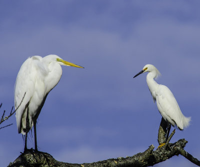 Great Egret  Snowy Egret 