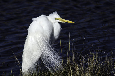 Great Egret 