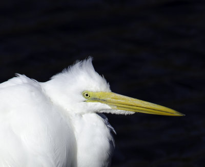 Great Egret 