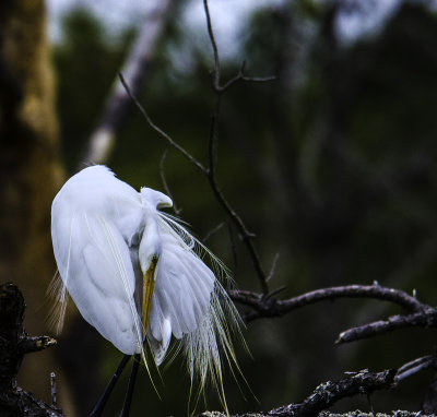 Great Egret
