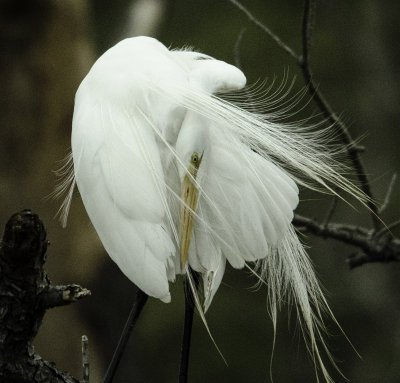 Great Egret