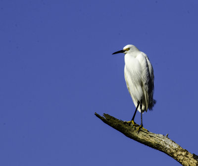 Snowy Egret