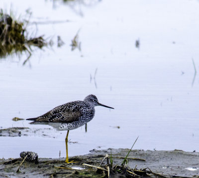 Greater Yellowlegs 