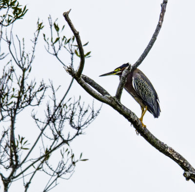 Green Heron