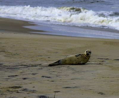 Harbor Seal 