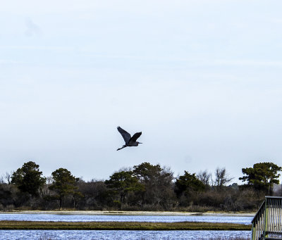 Heron in Flight 