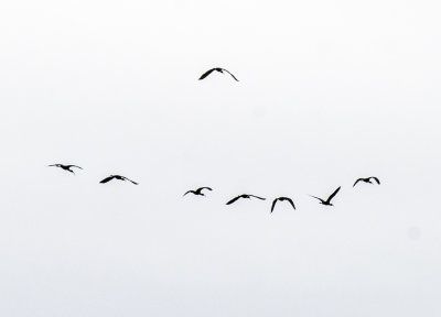 Ibis 