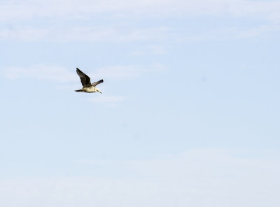 Immature Gull in Fligh