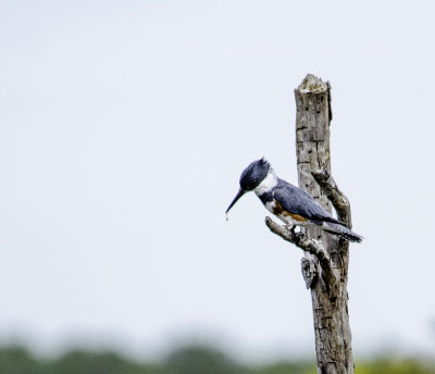 Kingfisher 