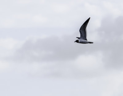 Laughing Gull in Flight 