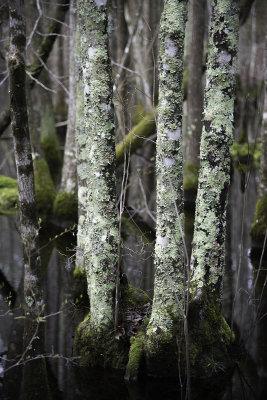 Lichen covered Trees