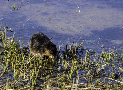 Muskrat s