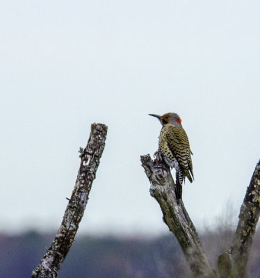 Northern Flicker 