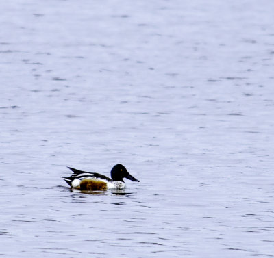 Northern Shoveler 