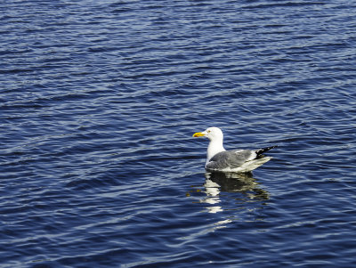 Ring-billed Gull 