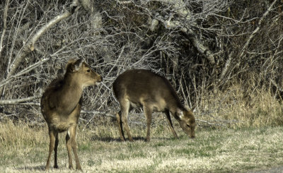 Sika Elk 