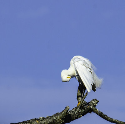 Snowy Egret