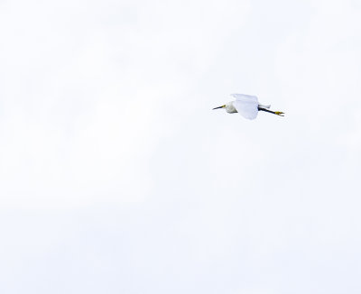 Snowy Egret in Flight