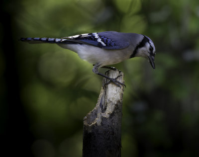 Blue Jay 