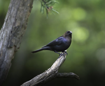 Brown-headed Cowbird
