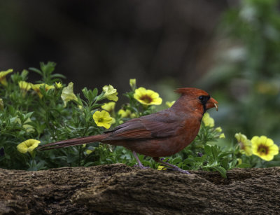 Cardinal