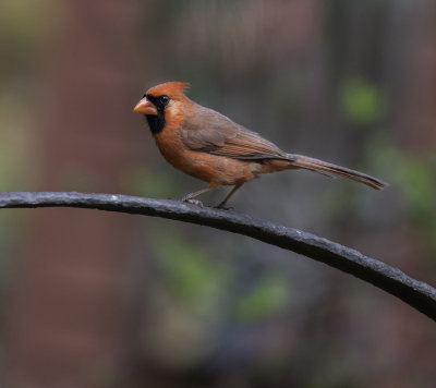 Cardinal 
