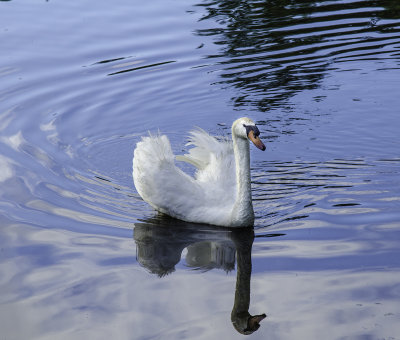 Mute Swan