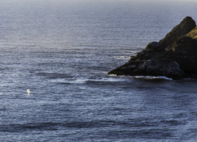 Whale Blow