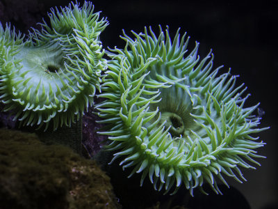 Anemones