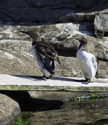 Commom Murre 
