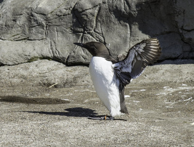 Common Murre 