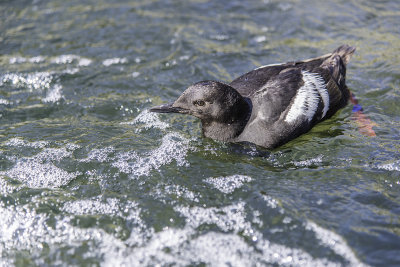Common Murre 