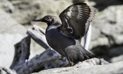 Common Murre 