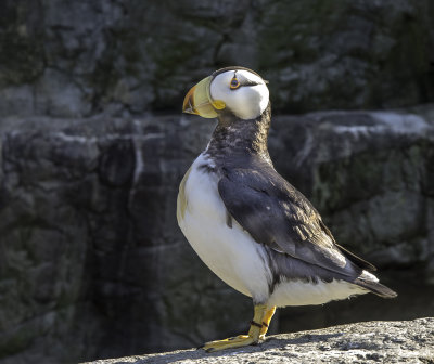 Horned Puffin 